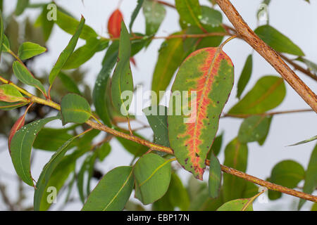 Longbeak eucalipto, fiume redgum, fiume gomma rossa (Eucalyptus camaldulensis), ramo Foto Stock