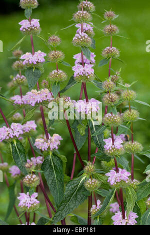 Gerusalemme tuberosa salvia (Phlomis tuberosa, Phlomoides tuberosa), fioritura Foto Stock