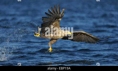 White-tailed sea eagle (Haliaeetus albicilla), caccia afferra la preda, Norvegia Foto Stock