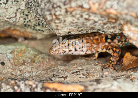 Tirreno la Lucertola muraiola, Thyrrhenian lucertola muraiola, Tyrrhenean lucertola muraiola (Podarcis tiliguerta, Lacerta tiliguerta), maschio del peering da una crepa di pietra, Francia, Corsica Foto Stock