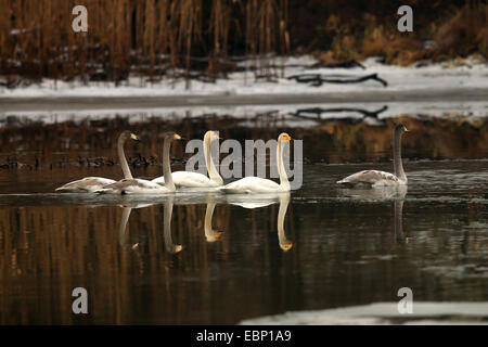 Whooper swan (Cygnus Cygnus), nuoto gruppo di adulti e di bambini whooper cigni, Germania, il Land Brandeburgo Foto Stock