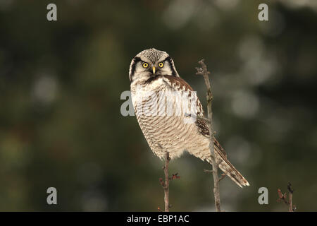 Northern hawk owl (surnia ulula), su un ramoscello, Germania, Sassonia Foto Stock