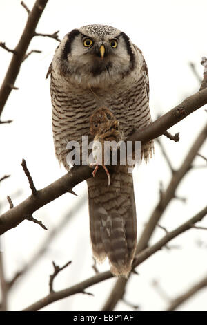 Northern hawk owl (surnia ulula), con catturato il mouse su un ramo, Germania, Sassonia Foto Stock