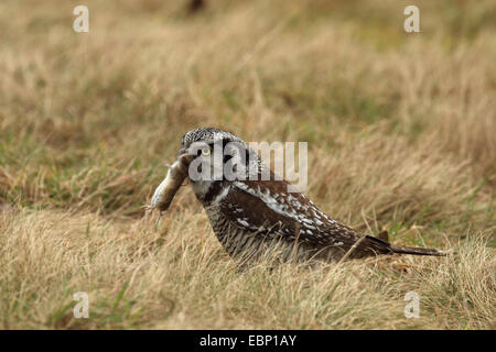 Northern hawk owl (surnia ulula), con catturato mouse, Germania, Sassonia Foto Stock