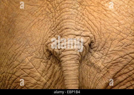 Elefante africano (Loxodonta africana), fondo, Sud Africa Foto Stock