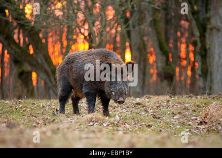 Il cinghiale, maiale, il cinghiale (Sus scrofa), tusker nella foresta al tramonto, GERMANIA Baden-Wuerttemberg Foto Stock