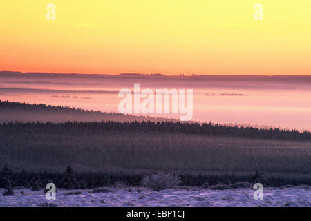 Hautes Fagnes nella luce del mattino, Belgio, Hautes Fagnes, Baraque Michel de Foto Stock