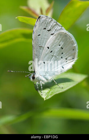 Holly blu, Holly-Blue (Celastrina argiolus, Celestrina argiolus, Cyaniris argiolus, Lycaena argiolus), seduta su una foglia, Germania Foto Stock