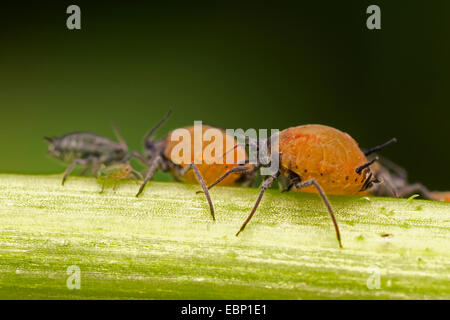 (Afide Aphis spec.), alcuni animali di una colonia su uno stelo, Germania Foto Stock