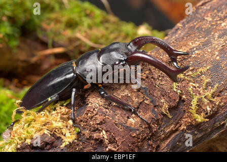 Stag Beetle (Hexathrius buqueti), maschio Foto Stock