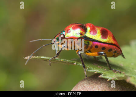 Schermatura-backed bugs (Scutelleridae), su una foglia, Germania Foto Stock