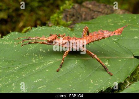 Jungle Nymph (Heteropteryx dilatata), su una foglia Foto Stock