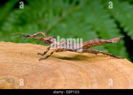 Jungle Nymph (Heteropteryx dilatata), su legno Foto Stock