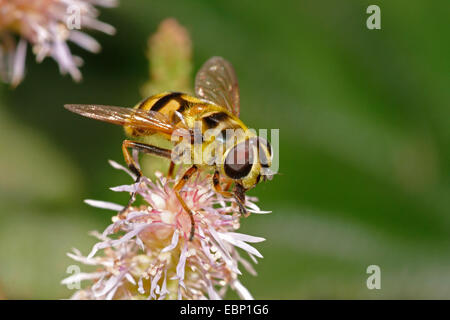 Deathskull Fly, Deathskull hoverfly (Myathropa florea), su un'infiorescenza, Germania Foto Stock