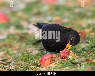 Merlo (Turdus merula), maschio mangia una mela matura sul terreno, Germania Foto Stock