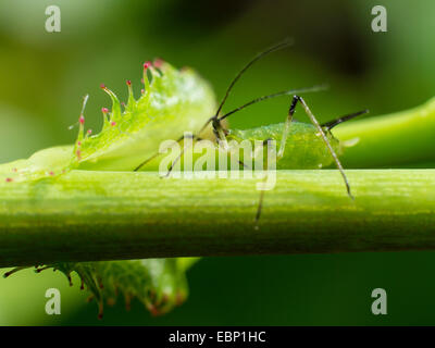 Afidi, Plant lice (Scarabaeidae), afide aspira a una rosa, Germania Foto Stock