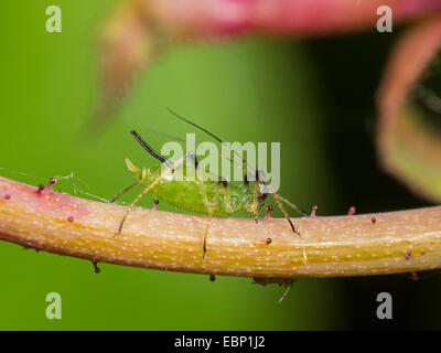 Afidi, Plant lice (Scarabaeidae), afide aspira a una rosa, Germania Foto Stock