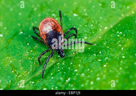 Unione Castor bean tick, Europea Pecore tick (Ixodes ricinus), femmina in agguato su una foglia, Germania Foto Stock