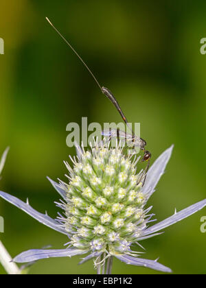 Gasteruption hastator (Gasteruption hastator), femmina rovistando sul mare piatto holly , Germania Foto Stock