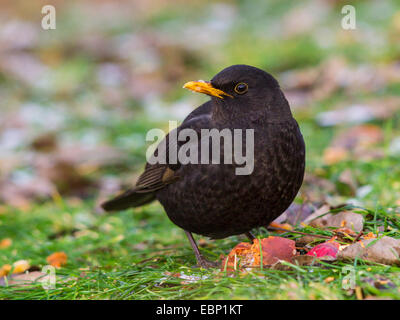 Merlo (Turdus merula), maschio mangia una mela matura sul terreno, Germania Foto Stock