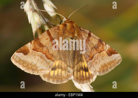 Burnett Companion (Ectypa glyphica, Euclidia glyphica), su un germogliamento infiorescenza, Germania Foto Stock