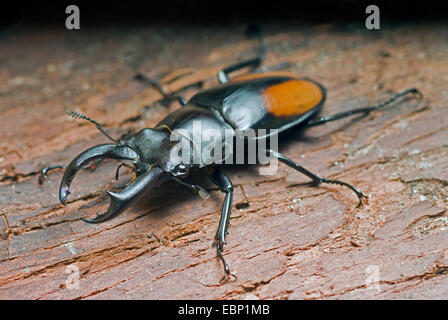 Stag Beetle (Hexathrius parryi), maschio Foto Stock