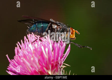 Fly dei morti, Bluebottle Blow Fly (Cynomyia mortuorum, Cynomya hirta), sul fiore lilla, Germania Foto Stock