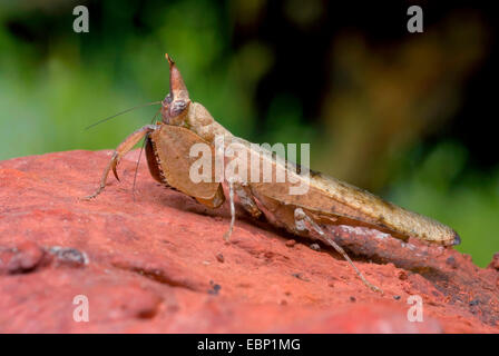 Brunners boxer mantis (Hestiasula brunneriana), su una pietra Foto Stock