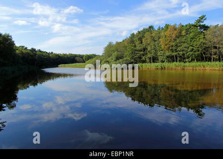 Prerower Strom, un braccio del mar Baltico, Germania, Meclemburgo-Pomerania, Darss, Prerow Foto Stock