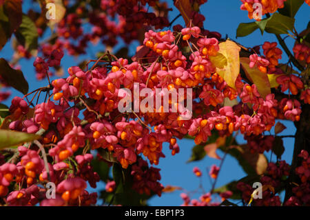 Mandrino europeo-tree (Euonymus europaea, Euonymus europaeus), frutta, Germania Foto Stock