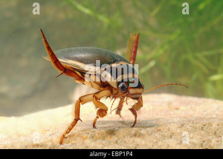 Grande diving beetle (Dytiscus marginalis), nuoto, Germania Foto Stock
