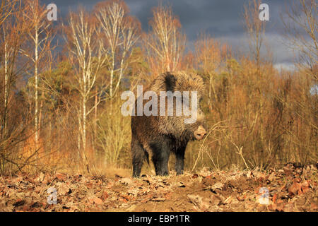 Il cinghiale, maiale, il cinghiale (Sus scrofa), Wild seminare in piedi in una foresta, GERMANIA Baden-Wuerttemberg Foto Stock