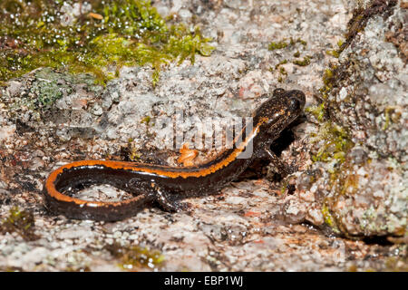 A strisce dorate salamander, oro-salamandra striato (Chioglossa lusitanica), su una pietra, Portogallo, Braga, Portela fare Home Foto Stock