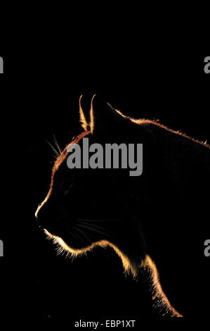 Nord (Lynx Lynx Lynx lynx), la lince in controluce, Germania Foto Stock