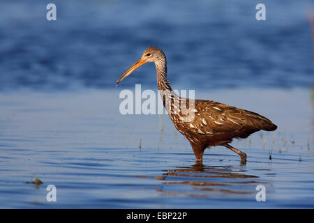 Limpkin (Aramus guarauna), guadare attraverso acqua mentre sui mangimi, STATI UNITI D'AMERICA, Florida, Myakka River State Park Foto Stock