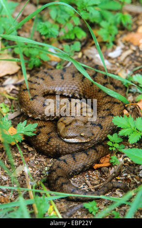 Asp viper, aspic viper (Vipera aspis), arrotolati su terra Foto Stock