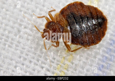 Bedbug, bedbug comune, parete di pidocchio (Lepinotus reticulatus), a letto Foto Stock