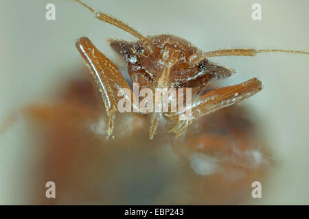 Bedbug, bedbug comune, parete di pidocchio (Lepinotus reticulatus), ritratto, sucker Foto Stock