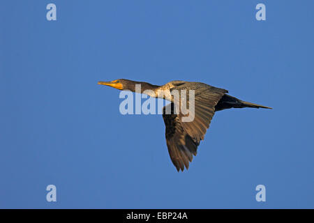 Double-crested cormorano (Phalacrocorax auritus), flying capretti, STATI UNITI D'AMERICA, Florida, Sanibel Island Foto Stock