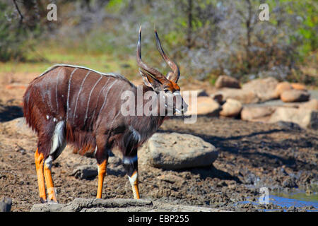 Nyala (Tragelaphus angasi), maschio a waterhole, Sud Africa, Hluhluwe-Umfolozi Parco Nazionale Foto Stock