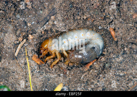 Scarabeo scarabeo, Lamellicorn beetle, Ddung beetle, Chafer (Scarabaeidae), grub , alimentazione in metropolitana dalle radici della pianta, Germania Foto Stock