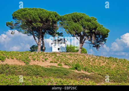 Il cembro, Italiano pino domestico, pino domestico (Pinus pinea), Via di San Giacomo, casa bianca in un vigneto in modo da cacabelos a Villafran, Spagna, Castiglia e Leon, Leon, Villafranca del Bierzo Foto Stock