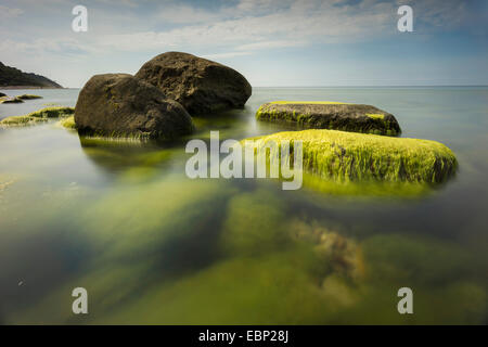 Pietre ricoperto di alghe nel Mar Baltico, Germania, Meclemburgo-Pomerania, Mar Baltico, Hiddensee Foto Stock