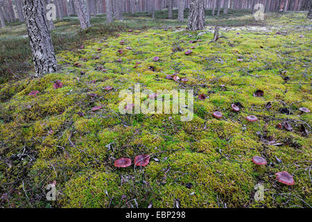 Imbuto (Clitocybe inversa), imbuti di molti sulla foresta di muschio piano con heath e pini, Finlandia Foto Stock