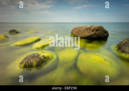 Pietre ricoperto di alghe nel Mar Baltico, Germania, Meclemburgo-Pomerania, Mar Baltico, Hiddensee Foto Stock