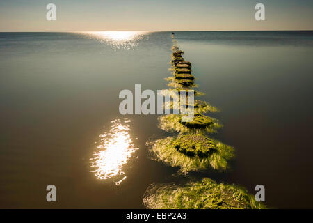 Inguine nel Mar Baltico al sole di setting, Germania, Meclemburgo-Pomerania, Mar Baltico, Hiddensee Foto Stock