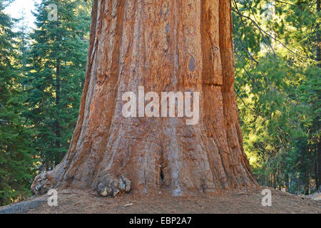 Sequoia gigante, giant redwood (Sequoiadendron giganteum), base di una grande sequoia gigante tronco, Stati Uniti, California, Sequoia National Park Foto Stock