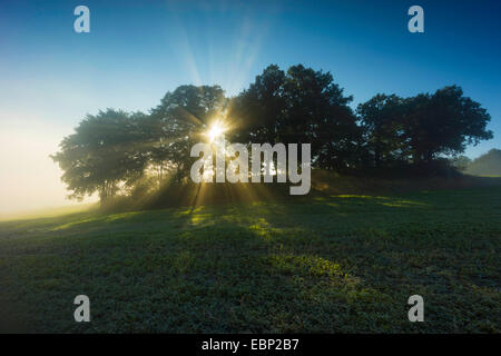 Mattina sole che splende attraverso un gruppo di alberi, in Germania, in Sassonia, Vogtland Foto Stock