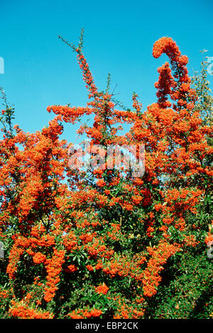 Fire thorn, scarlet firethorn, roveto ardente (Pyracantha coccinea), con frutti Foto Stock