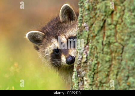 Procione comune (Procione lotor), giovani raccoon guardando fuori dietro un tronco di albero, Germania Foto Stock